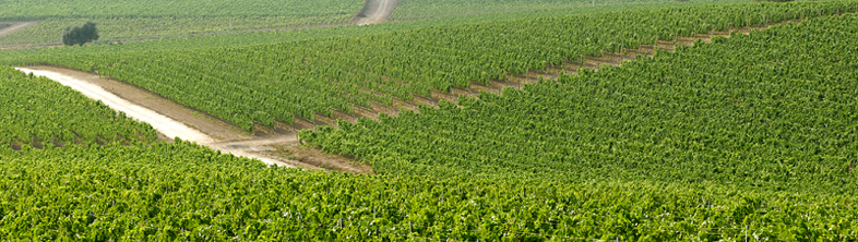 Unsere Geschichte im Weinbergdraht