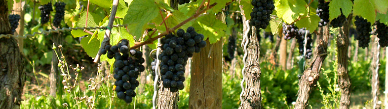 Supports for young vine