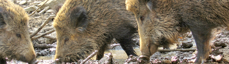 Sologne®4R for wild boars